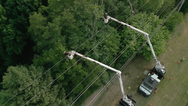 Best Tree Removal  in USA